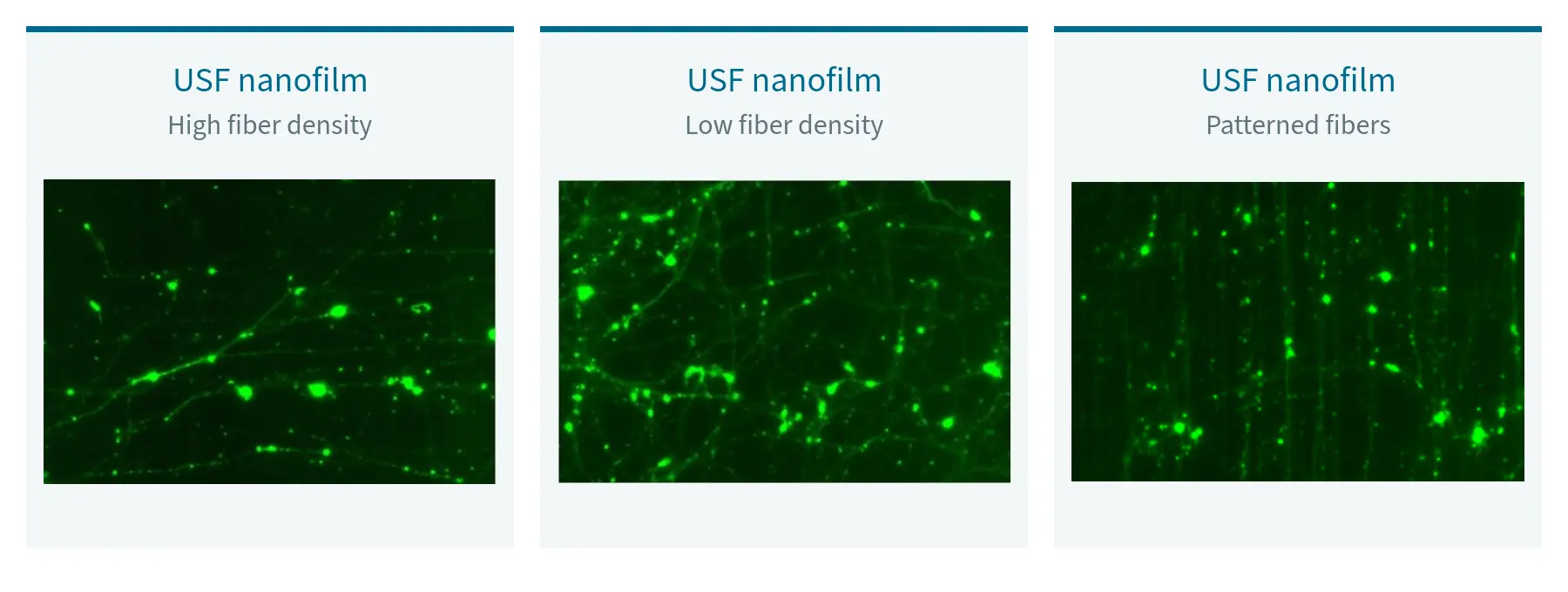 iPSC-derived human cortical neurons on high-density, low-density, and patterned USF nanofilms.