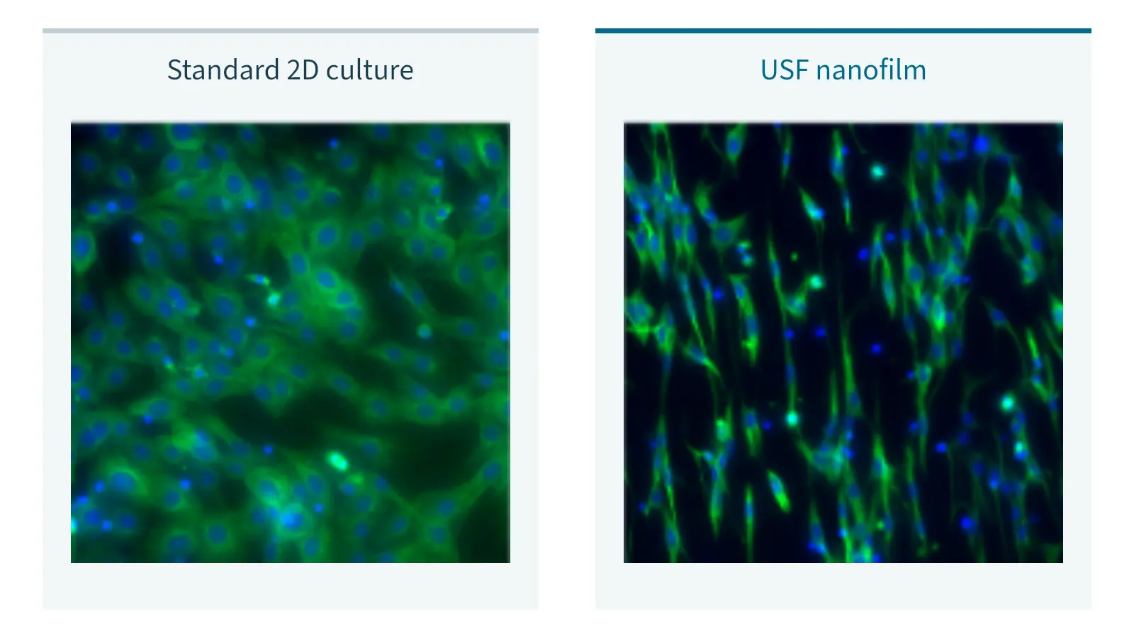 HT22 morphology under a neuronal differentiation protocol on standard 2D culture and USF nanofilm.