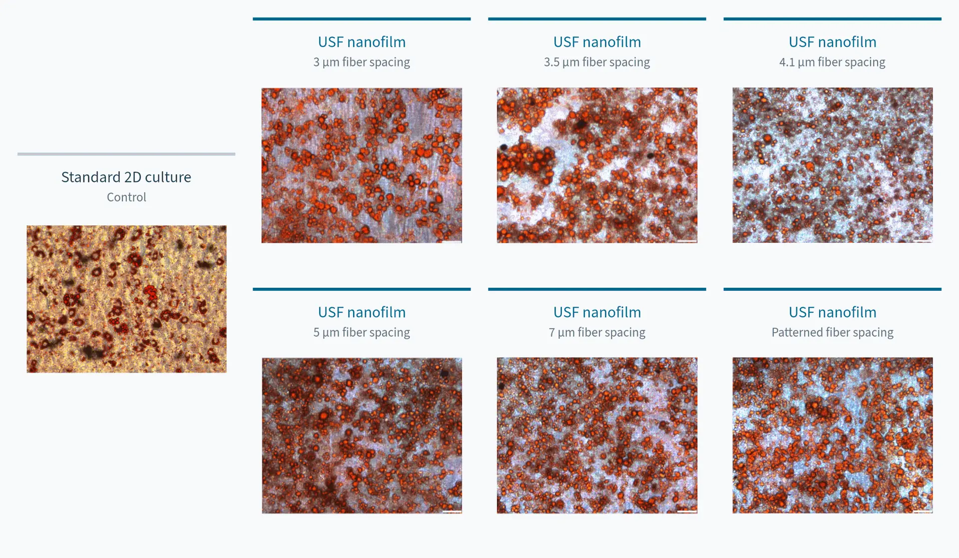 Adipogenic differentiation from 3T3 cells: standard 2D culture and six USF nanofilm conditions.