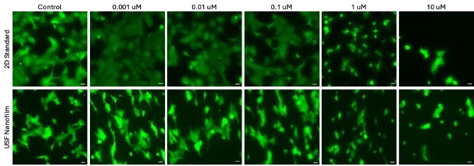 HeLa microscopy panel from the doxorubicin experiment.