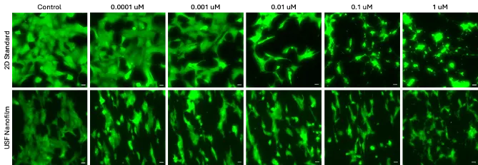HeLa microscopy panel from the staurosporine experiment, comparing standard 2D culture and USF nanofilm. HeLa cells HeLa cells