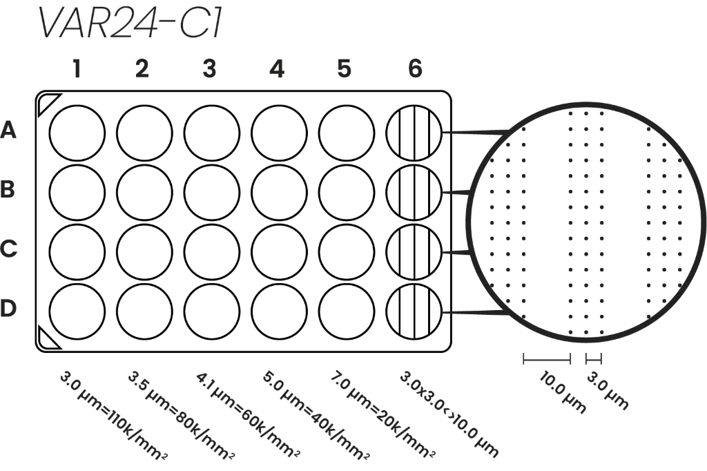 plate diagram_corn row_web_USF.webp